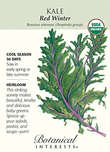 Red Winter Kale Certified Organic Heirloom Seeds Red Winter Kale Certified Organic Heirloom Seeds