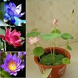 5 Seeds Dwarf Lotus Flower Mixed Colors Aquatic Plant