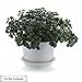 T4U 3.5 inch Plastic Garden Flower Planter Pot Saucer Trays Round for Holding Water Drips and Soil (Grey, Set of 10), Pallet Base Container for Holding Cactus Herb Indoor Outdoor Gardening