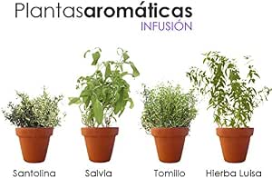 PACK PLANTAS AROMÁTICAS NATURALES INFUSIÓN. 1 SALVIA, 1 SANTOLINA ...