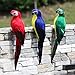 LWINGFLYER Red Artificial Parrot Life Size Foam Feather Parrot Macaw Birds for Decoration Costume Shoulder Ornament Modern Home Garden Party Decor (13.8inch/35cm)