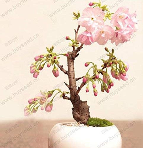100 PCS Japanese Sakura Seeds Cherry Blossoms Seeds Japanese Cherry Cerasus Yedoensis Biji Bonsai Flower Seeds