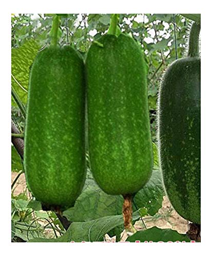 Hairy Gourd Fuzzy Gourd 60 Seeds Mao Qwa Smaller Tong Qwa Little Winter Melon Chinese Vegetable Organic Seeds for Planting åŽŸè£…å½©åŒ…æ¯›ç“œèŠ‚ç“œç§å­
