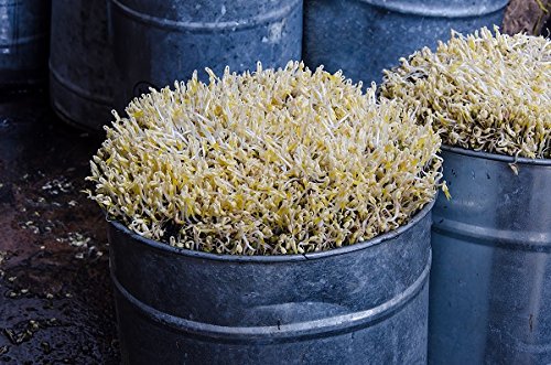 Mung Bean Sprouts - seeds