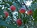 Elberta Peach Tree - Semi-Dwarf - Healthy - Established - One Gallon Trade Potted - 1 each by Growers Solution