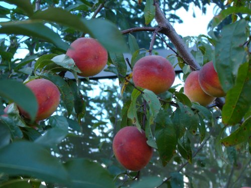 Elberta Peach Tree - Semi-Dwarf - Healthy - Established - One Gallon Trade Potted - 1 each by Growers Solution Elberta Peach Tree - Semi-Dwarf - Healthy - Established - One Gallon Trade Potted - 1 each by Growers Solution