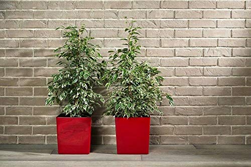 BJYX XXL Pflanzkübel Blumenkübel Pflanzgefäß 40x40x41 Weiß Glänzend Hochglanz Einsatz – Bild 3