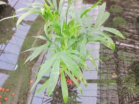 Amazon Co Jp 水耕栽培 苗 テーブルヤシ ミドル Diy 工具 ガーデン