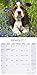Basset Hound Calendar 2017 - Dog Breed Calendars - 2016 - 2017 wall calendars - 16 Month by Avonside