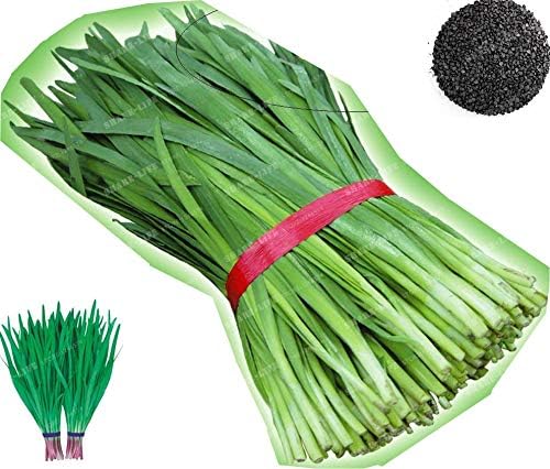 HONIC Chinese Chive Bonsai 100 (Allium tuberosum Garlic Chive) Bonsai Heirloom Organic Vegetable Purple Garlic Leek Healthy vegatable