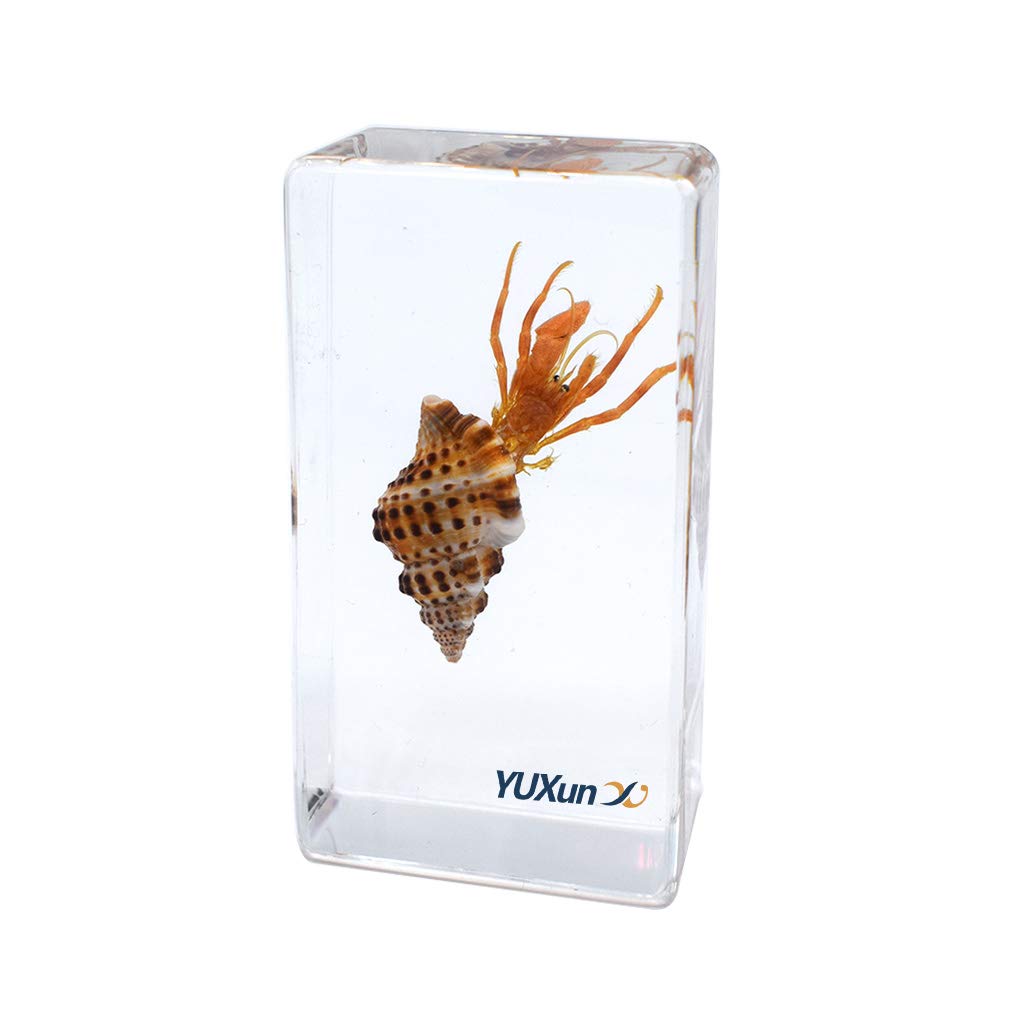 Real Octopus Specimen In Resin Block - Taxidermy Marine Biology Display For Science & Oddities