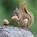 Squirrels 2019 16 Month Wall Calendar 12 x 12 Inches