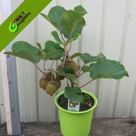 Natural garden plants Kiwi Gold Fruit Seeds - Pack of 10