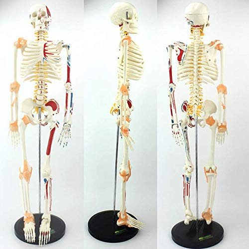 ZQDL Flexible Human Skeleton Anatomy Model,with The Half-Muscle Coloring Point Label Spine Nerve Medical Teaching Equipment - Thumbnail 4