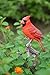 Hi-Line Gift Ltd Cardinal on Branch Statue