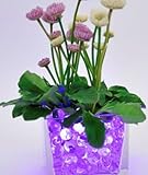 2 Ounce JellyBeadZ Brand  Water Bead Gel- Purple