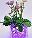 Purple- JellyBeadZ Brand Crystal Water Gel Beads for Wedding Party Decor Crystal Soil Jelly Balls Water Pearls Vase Filler Centerpieces 20 Bags