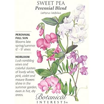 sweet pea botanical interests perennial blend amazon