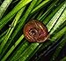Aquatic Discounts 70+ Feeder/Cleaner Ramshorn Snails, 1/6-1/3 inch - Excellent Tank Cleaners + Great Natural Food for Your Puffers, Loaches, Crayfish, Turtle!!!