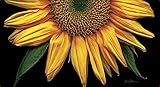 Toland Home Garden Sunflowers on Black 20 x 38-Inch Decorative USA-Produced Anti-Fatigue Standing Desk Comfort Designer Mat