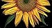 Toland Home Garden Sunflowers on Black 20 x 38-Inch Decorative USA-Produced Anti-Fatigue Standing Desk Comfort Designer Mat