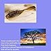 Sanblogan Wooden Hair Brush -Sandalwood Scalp massage Detangling Hair Paddle Brush for Women, Men, Kids with Thick, Thin, Curly, Wavy, Straight, Long, Short, Dry or Wet Hair