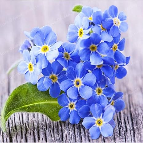 Amazoncom Kasuki Myosotis Sylvatica Bonsai Rare Forget Me