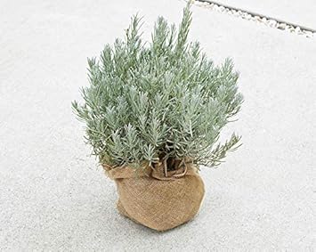 Amazon 自信の自家生産 ラベンダー 大株 30 50cmボリュームあり お庭の 低木に ハーブ 苗 植木 庭木 苗木 植木