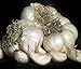 3+ Ounces Silver Rose Garlic Bulbs