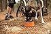 RUFFWEAR - Bivy Dog Bowl, Ultralight, Collapsible, Waterproof Food Bowl, Campfire Orange, 60 Fluid Ounce Capacity