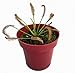 Cape Sundew Plant - Drosera capensis - Carnivorous - 3" Pot