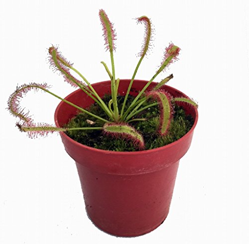 Cape Sundew Plant - Drosera capensis - Carnivorous - 3 Cape Sundew Plant - Drosera capensis - Carnivorous - 3