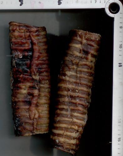 6" Beef Trachea - 50 Pack Made in USA By Haneys Pet Products