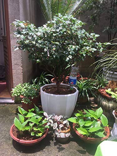 6 Chilartalent+Vacation+Automatic+Watering+Irrigation