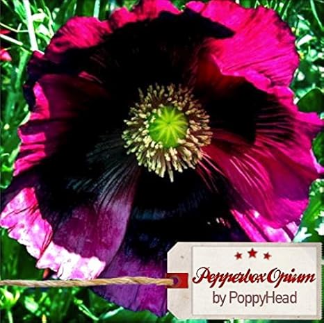 Mohn 'Pepperbox Opium' - 250 Samen by Filao7