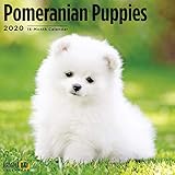 Pomeranian Puppies Calendar 2020 by 