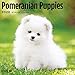 Pomeranian Puppies Calendar 2020 by 