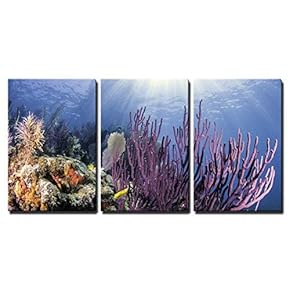 3 Piece Canvas Wall Art - Coral Reefs of North America - Modern Home Art Stretched and Framed Ready to Hang - 16"x24"x3 Panels