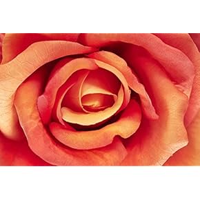 Artficial Rose Floral Background