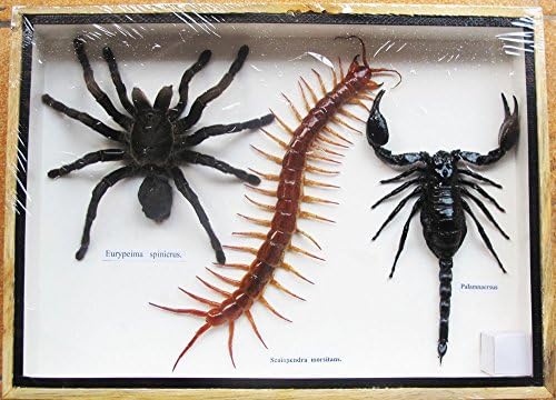 REAL GIANT SCORPION TARATULA AND CENTIPEDE INSECT TAXIDERMY COLLECTIBLES