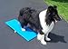 Agility Gear Tippy Board - Puppy Teeter