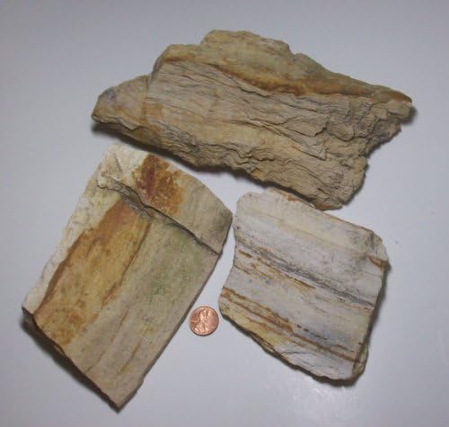 GYPSY PALACE Petrified Wood Tiles 3pcs, 3 to 6 Inches, 1/2 to 2 Lbs Each