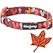 Blueberry Pet Thanksgiving Fall Fun Enchanting Squirrel Designer Adjustable Dog Collar with Maple, Medium, Neck 14.5