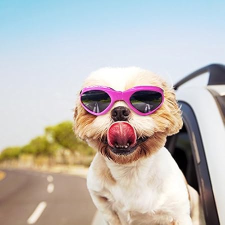 pink dog sunglasses