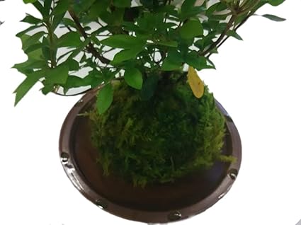 トップレート 苔玉盆栽 花のイメージのコレクション