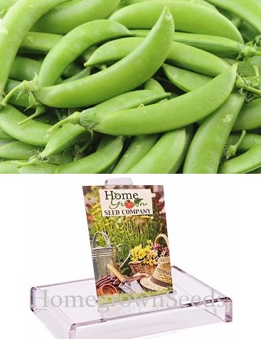Homegrown Pea Seeds, 130 Seeds, Organic Sugar Daddy Pea