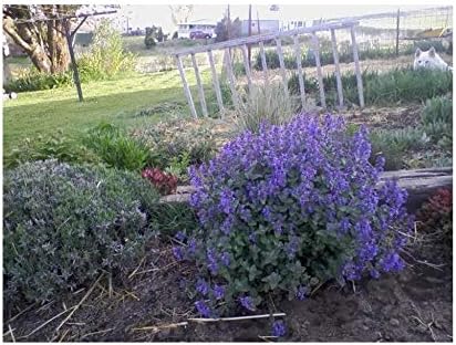 Flower Seeds Persian Catmint Mussins Nepeta Racemosa Perennial Flower Plant Seeds Lavender โ Blue 50 pcs BA1001