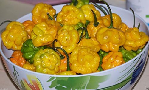 30++ Organic Scotch Bonnet Jamaican Hot Yellow Pepper