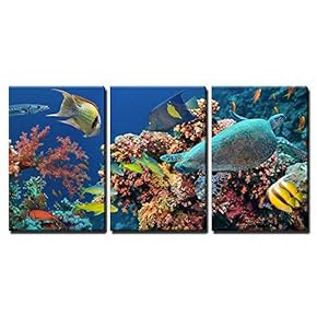 Underwater Offshore Rocky Reef - Canvas Print