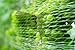 Vanitek 6-1/2 x 33 ft. Green Gentle Garden Netting/Row Cover/Screen | Protect Secure to Keep away Birds and Rodents from Fruit, Vegetable, Flowers and sensitive Plants, while allowing water and air in